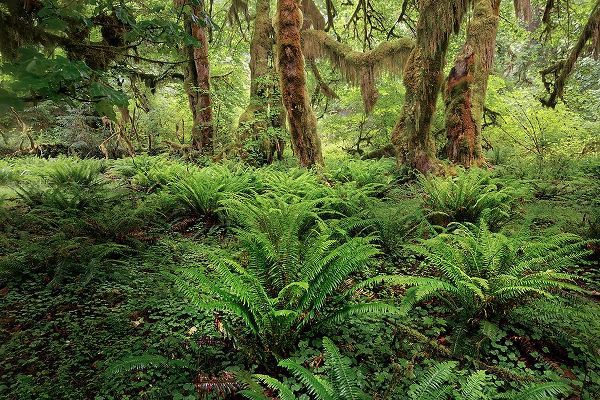 Jones, Adam 아티스트의 Ferns and Big Leaf Maple tree draped with Club Moss-Hoh Rainforest-Olympic National Park작품입니다.